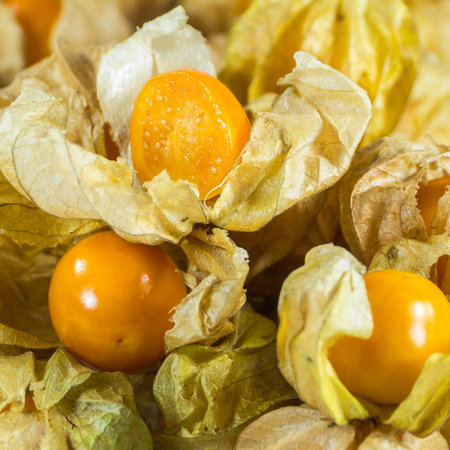 Gooseberry or Physalis fruit, winter cherryの写真素材