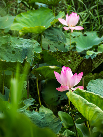 Sacred lotus flower in natural pondの写真素材