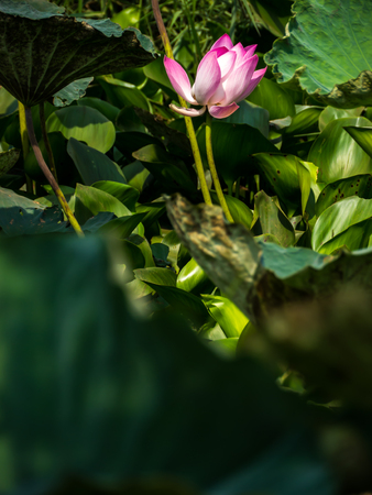 Sacred lotus flower in natural pondの写真素材