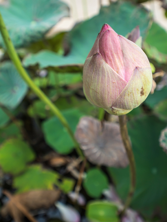 Sacred lotus waterlily flower in gardenの写真素材