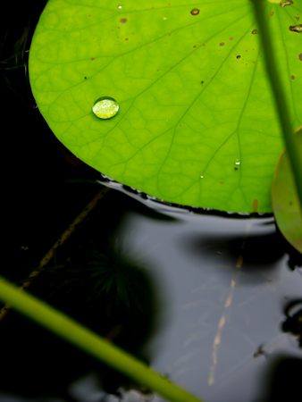Water drop on lotus green leaf in pondの写真素材