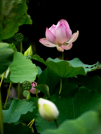 Pink lotus flower and green leaves in natural pondの写真素材