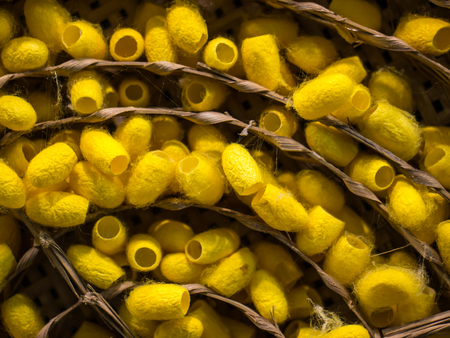 Yellow silkworm cocoons on trayの写真素材