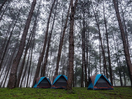 Tourist tents camping in forest national park near lakeの写真素材