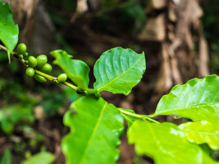 Natural coffee beans plantの写真素材