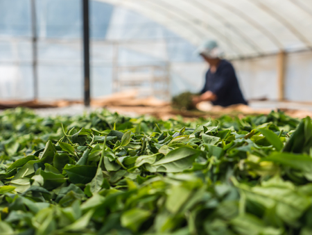 Natural green tea leaves on process in domeの写真素材