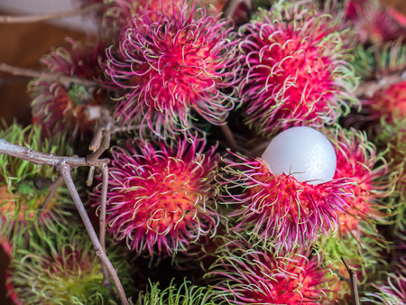 Red rambutan, natural Thai tropical fruitの写真素材