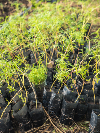 Young cosmos seedling in black bagの写真素材