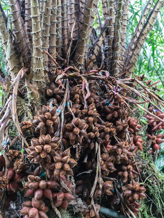 Salacca fruit tree or Salak in natural farmの写真素材