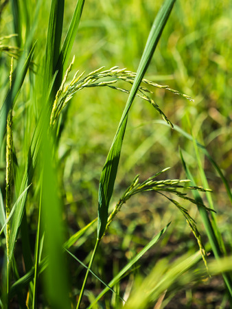 Natural ear of paddy rice in farmの写真素材