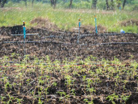 Watering young cosmos seedling in farmの写真素材