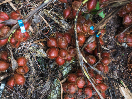 Salacca fruit tree or Salak in natural farmの写真素材