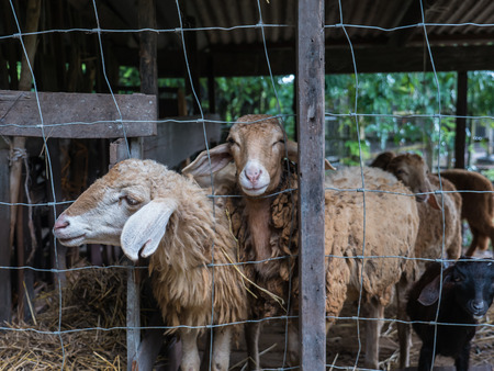 Sheep in corral, rural farm in Thailandの写真素材