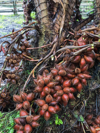 Salacca fruit tree or Salak in natural farmの写真素材