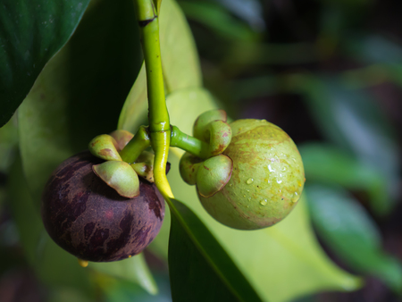 Mangosteen tree, tropical fruit in Thailand farmの写真素材