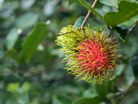 Red rambutan tree, natural Thai tropical fruitの写真素材