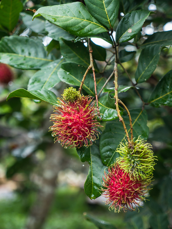 Red rambutan tree, natural Thai tropical fruitの写真素材