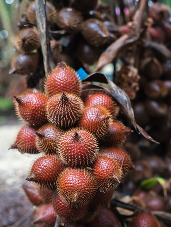 Salacca fruit tree or Salak in natural farmの写真素材