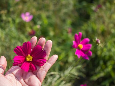 Red Cosmos flower on handの写真素材