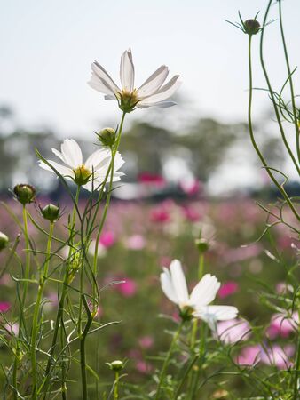 White Cosmos flower in natural fieldの写真素材