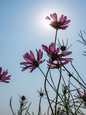 Pink Cosmos flower and sun ray in backgroundの写真素材