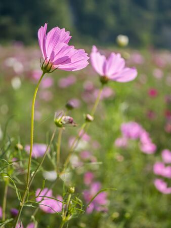 Cosmos flower in natural fieldの写真素材