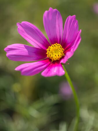 Pink Cosmos flower in natural fieldの写真素材