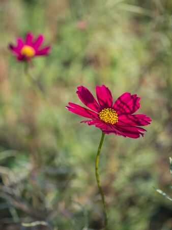 Red Cosmos flower in natural fieldの写真素材