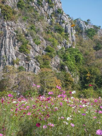 Natural landscape of Cosmos flower fieldの写真素材