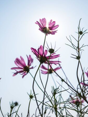 Pink Cosmos flower and sun ray in backgroundの写真素材