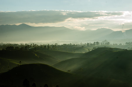 Morning atmosphere on the hills of tea gardens in Pangalengan, Indonesia.の写真素材