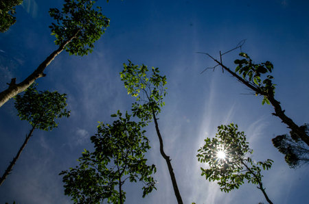 The sunlight that appears between the manglid trees.の写真素材