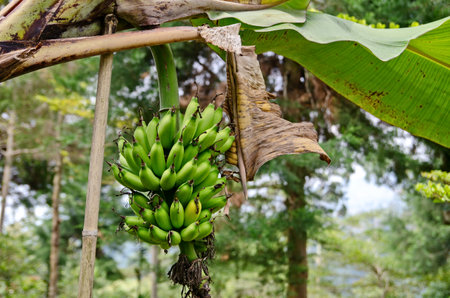 Unripe bananas are still green, which are still hanging on the tree.の写真素材
