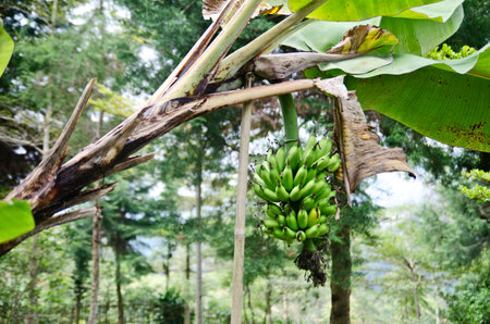 Unripe bananas are still green, which are still hanging on the tree.の写真素材