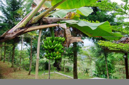 Unripe bananas are still green, which are still hanging on the tree.の写真素材