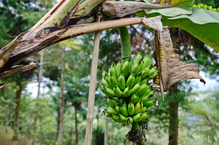 Unripe bananas are still green, which are still hanging on the tree.の写真素材