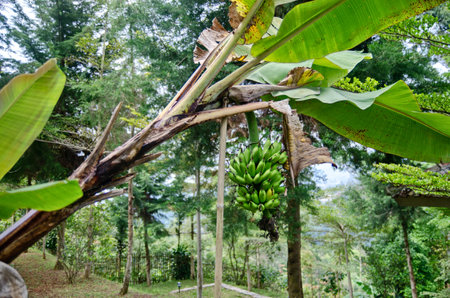 Unripe bananas are still green, which are still hanging on the tree.の写真素材