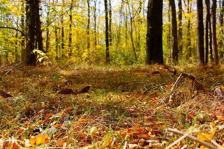 Autumn in the forestの写真素材