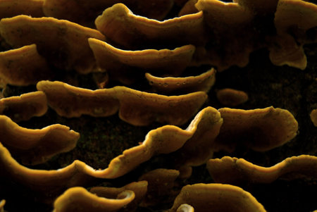 Raindrop Fungusの写真素材