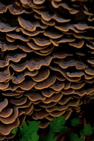 Fungusの写真素材