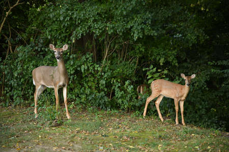 Found deer family in the jungleの写真素材