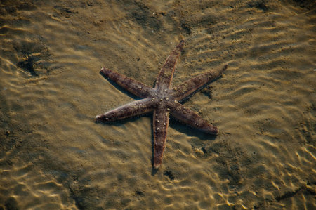 My sea