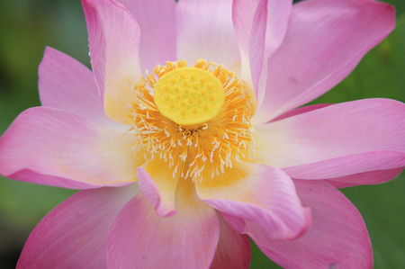 Lotusの写真素材