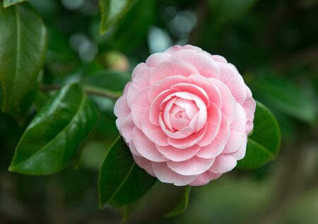 Peony Flower, Japanの写真素材