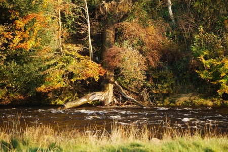 River Bank featuring tree roots and glorious autumn colours with fast flowing water.の写真素材