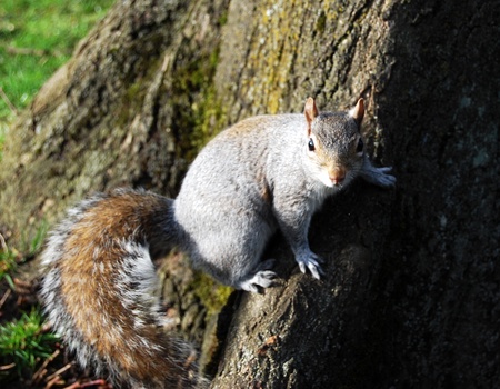 Grey Squirrel Alert on A Tree Trunk. の写真素材