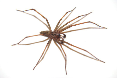 A brown spider with its shadow on a white background 