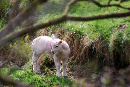 A lamb has strayed into a roadside gulley surrounded by trees and undergrowth.の写真素材