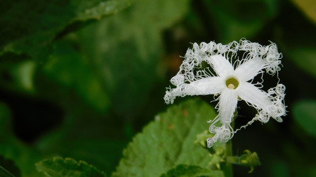 A wonderful flowerの写真素材
