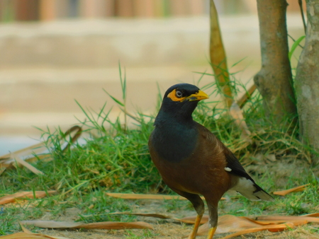 A wonderful Birdの写真素材